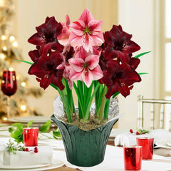Gardens Alive! 9 in. Pot Festival Red and Pink Flowering Amaryllis (Hippaestrum) 3 Bulb Holiday Gift Kit, Planted in A Foil Wrapped