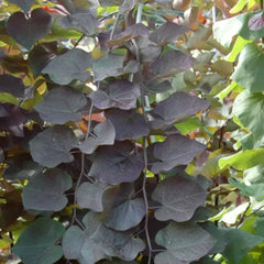 Expert Gardener 3 - 4 Ft. Tall Weeping Ruby Falls Redbud Live Tree in 7 - Gallon Grower Pot
