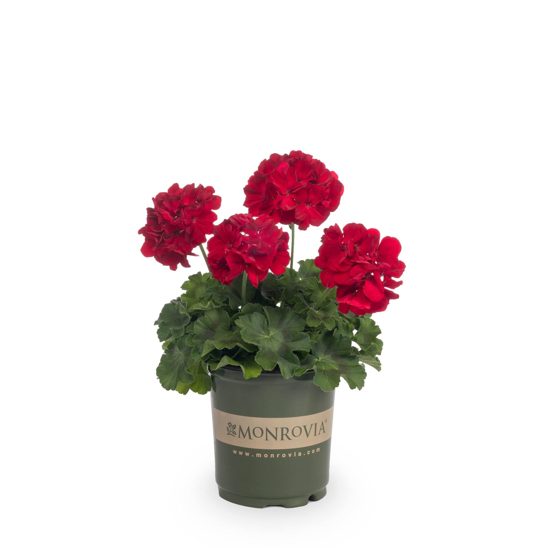 Monrovia Red Geranium in 2.5-Quart Pot | Nursery