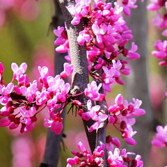 Expert Gardener 3 - 4 Ft. Tall Weeping Ruby Falls Redbud Live Tree in 7 - Gallon Grower Pot