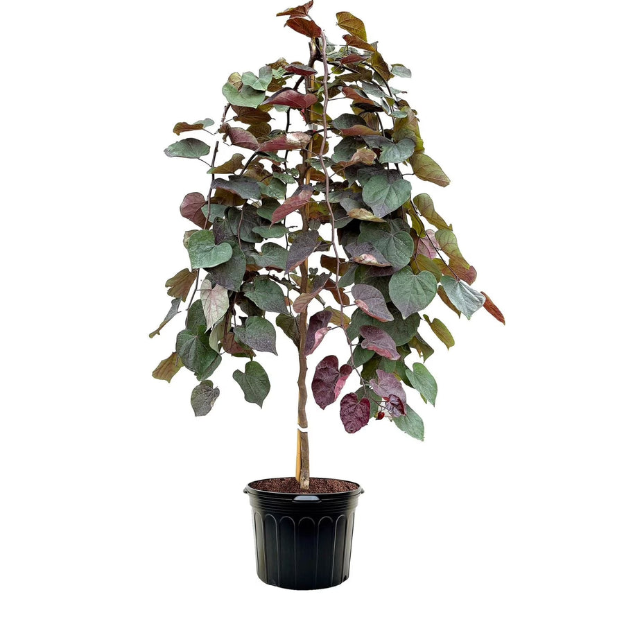Expert Gardener 3 - 4 Ft. Tall Weeping Ruby Falls Redbud Live Tree in 7 - Gallon Grower Pot