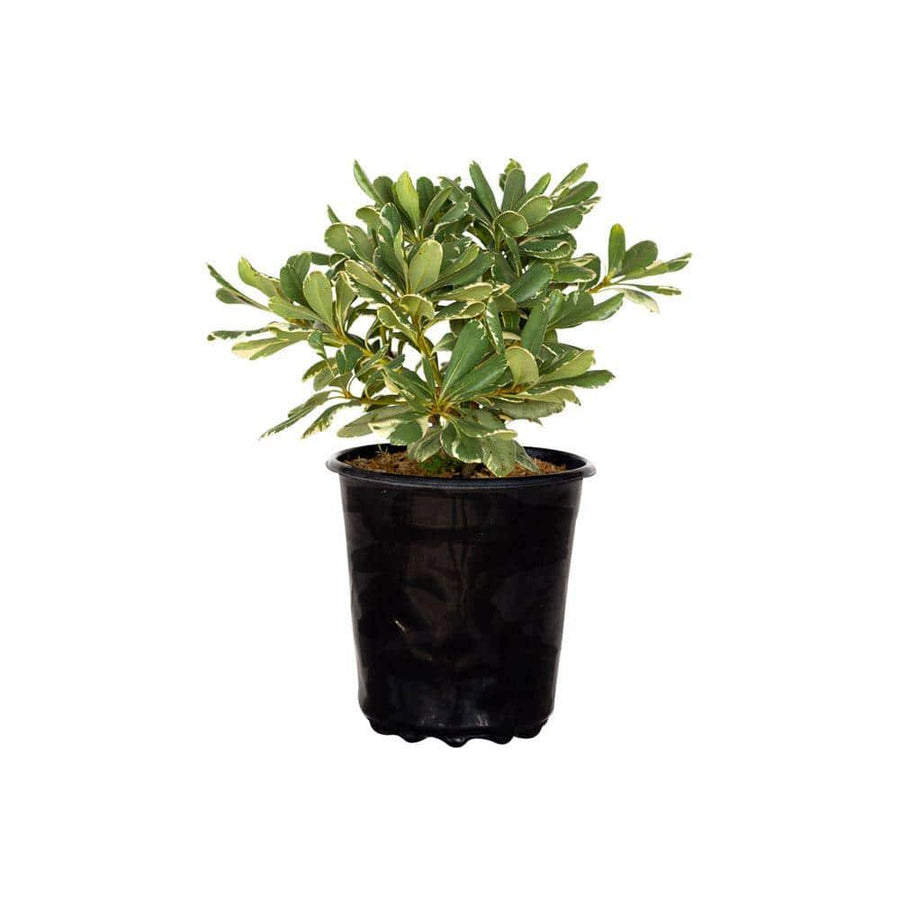 FLOWERWOOD Nursery, Inc 2.5 Qt. Variegated Pittosporum, Live Evergreen Shrub, Green and White Variegated Foliage