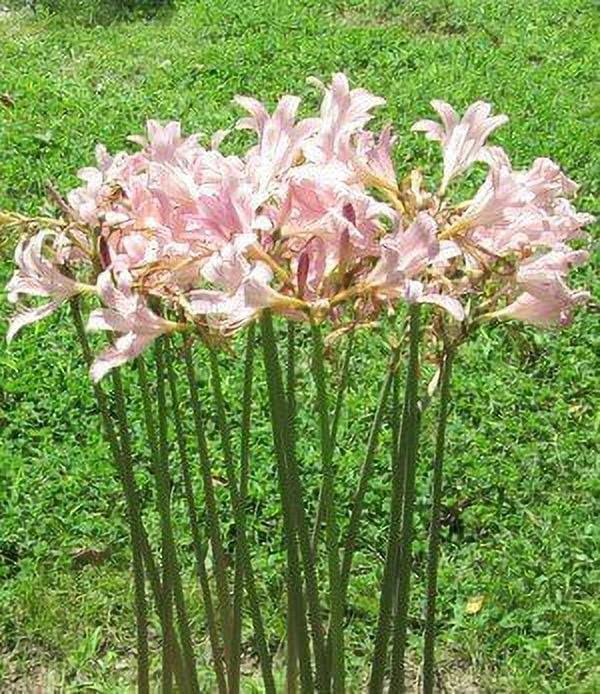 Daylily Nursery 3 Bareroot Pink Spider Lily/Surprise Lily/Naked Lady Lily/Resurrection Lily/August Lily/Raidanti Squamigera