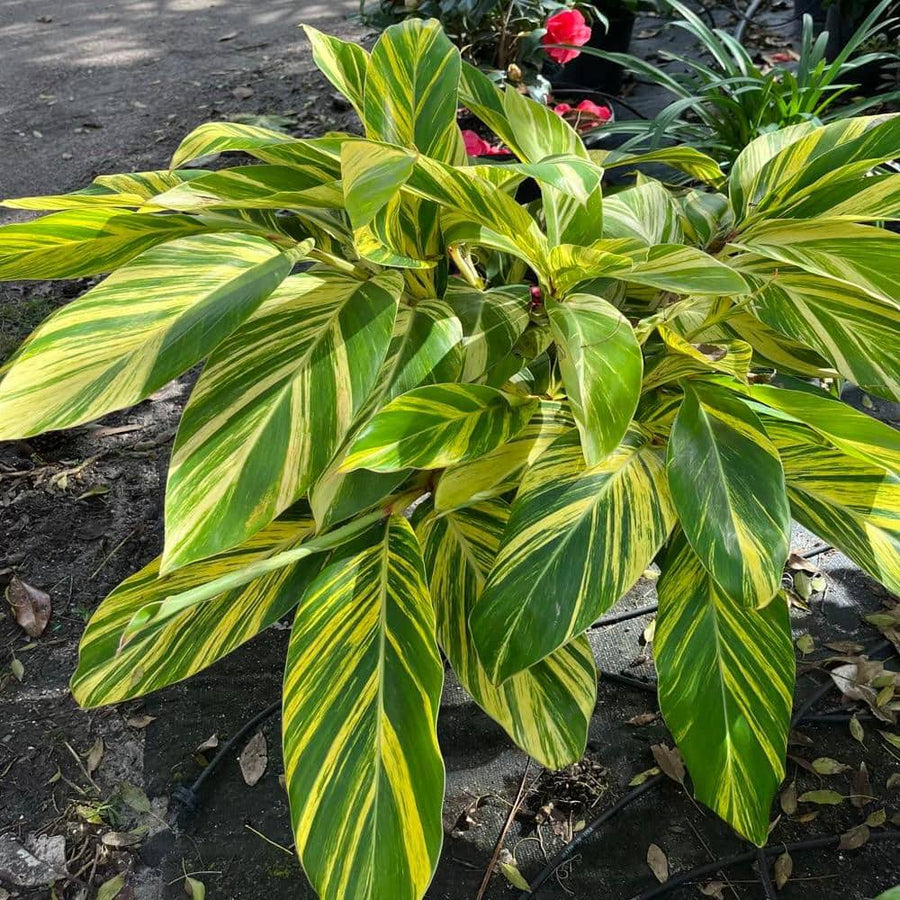 3 gal. Variegated Shell Ginger Shrub in A 10 in. Black Nursery Pot