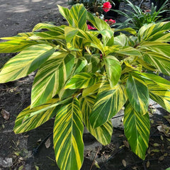 3 gal. Variegated Shell Ginger Shrub in A 10 in. Black Nursery Pot