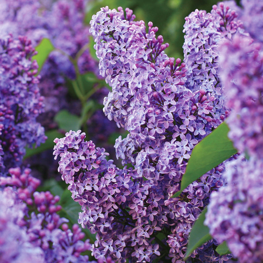 Garden State Bulb Common Purple Lilac Shrub, Live Bare Root (Bag of 1)