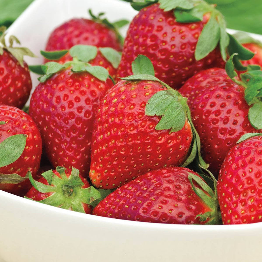 Gurney's Seed and Nursery 10-Pack Albion Strawberry Bare Root Plants