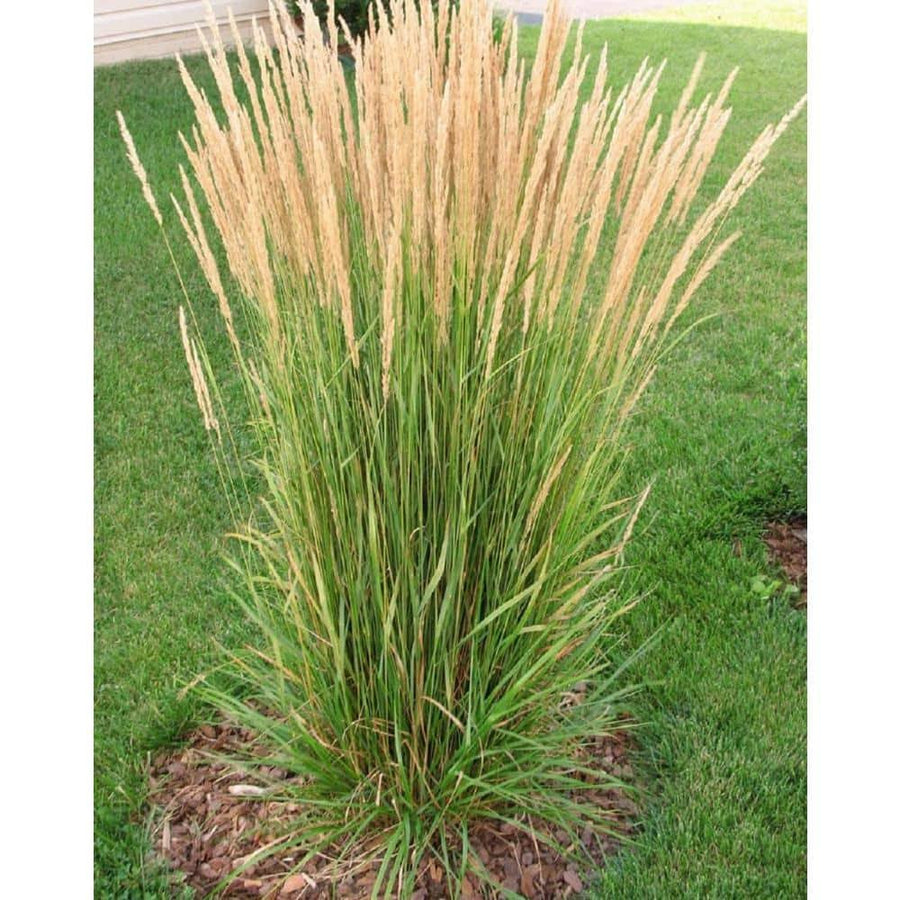 Online Orchards 1 gal. Avalanche Feather Reed Grass - Lovely Tall, Variegated Ornamental Grass Perfect for Borders and Accents
