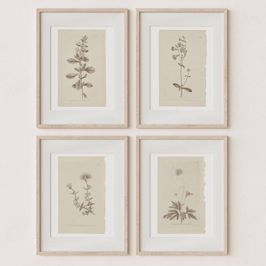Sandstone & Sage Wall Art Botanical Plant Prints | Vintage Flower Boho Minimalist Floral Artwork Decor for Bedroom, Living Room, Bathroom, Home or